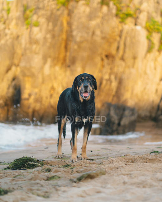 Черная охотничья собака стоит на берегу у моря с брызгами воды на грубой скалистой скале в летний день на природе — стоковое фото