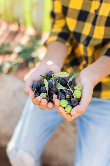 Crop anonymous man handful of fresh collected black and green olives sitting in countryside during harvesting season on summer day — Stock Photo