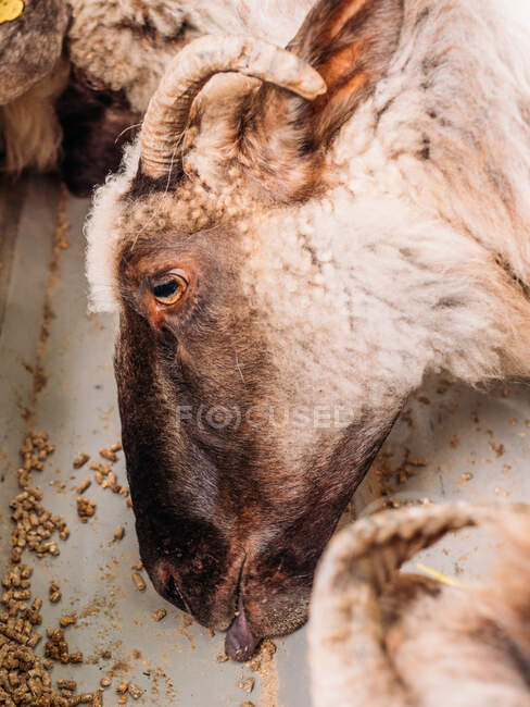 From above of sheep herd feeding in farm in daytime — Stock Photo