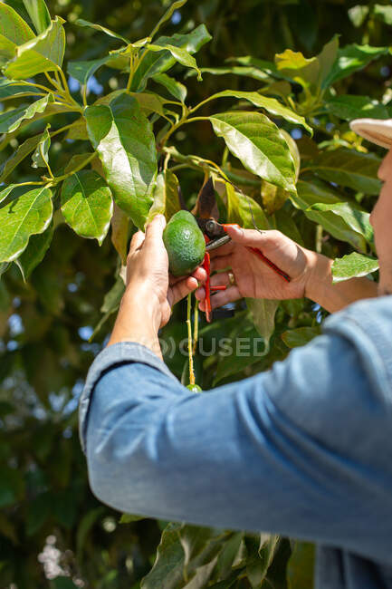 Cultivo persona anónima con tijeras de podar cortar el aguacate maduro de la rama del árbol durante la temporada de cosecha en el jardín en el día de verano - foto de stock
