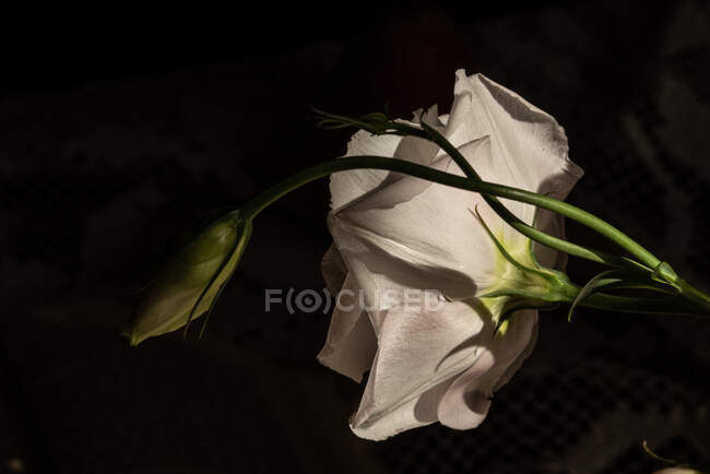 Flor lisianthus delicada floración blanca en tallo verde para la decoración  de la habitación a la luz del sol — Fondo borroso, fragante - Stock Photo |  #528117360