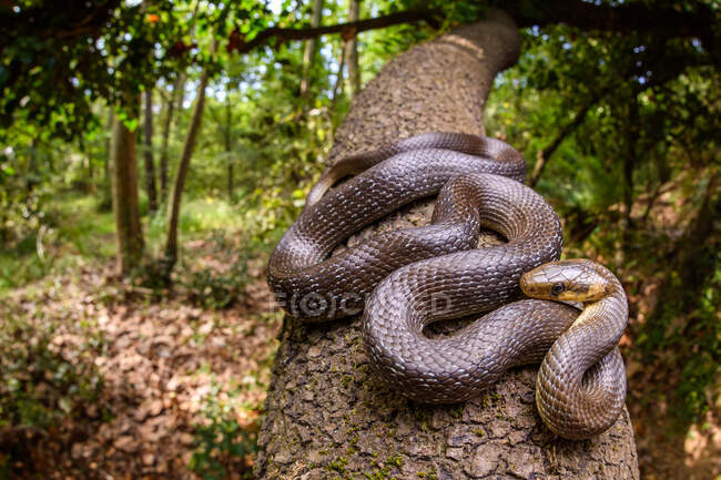 Grand angle de serpent d'Esculape (Zamenis longissimus) — Photo de stock