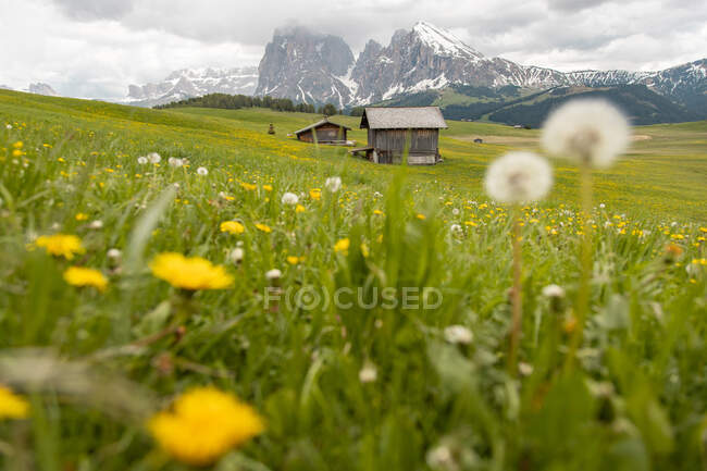 Piano terra di vista panoramica di fiori gialli in fiore che crescono a valle con uno splendido scenario di piccolo insediamento con case a Alpe di Siusi nelle Dolomiti — Foto stock