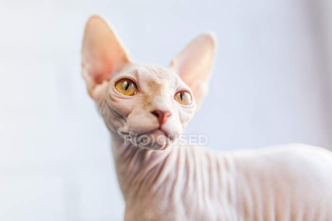 Entzückende haarlose Sphynx-Katze mit braunen Augen sitzt auf weicher Decke auf dem Bett und schaut weg — Stockfoto