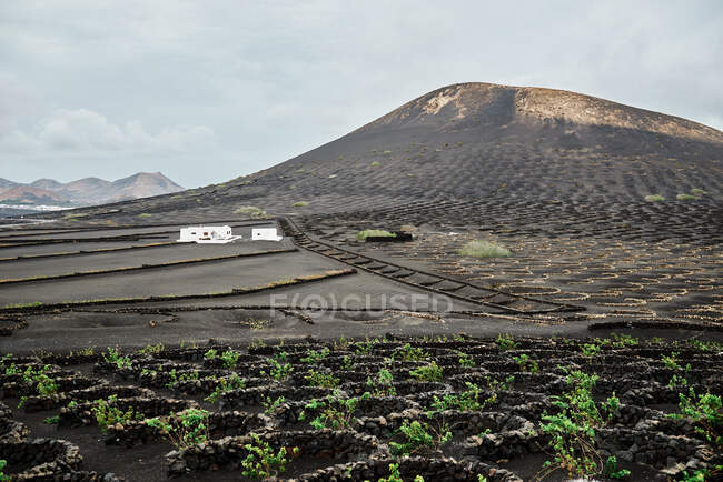 Campos agrícolas com plantas verdes e casa de fazenda branca localizada perto da colina em dia nublado em Fuerteventura, Espanha — Fotografia de Stock