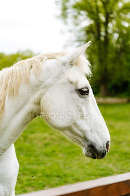 Вид збоку на дуло сірого коня, що обклеюється за дерев'яним парканом на весло влітку — стокове фото
