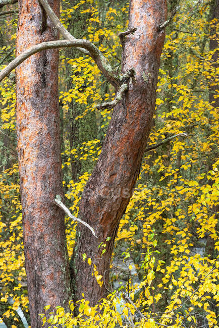 Tree trunks and bright yellow foliage growing in woods in fall — Stock Photo