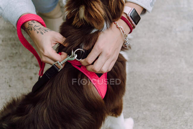 High angle of crop unrecognizable female owner putting on harness on obedient dog during stroll in city street — Stock Photo