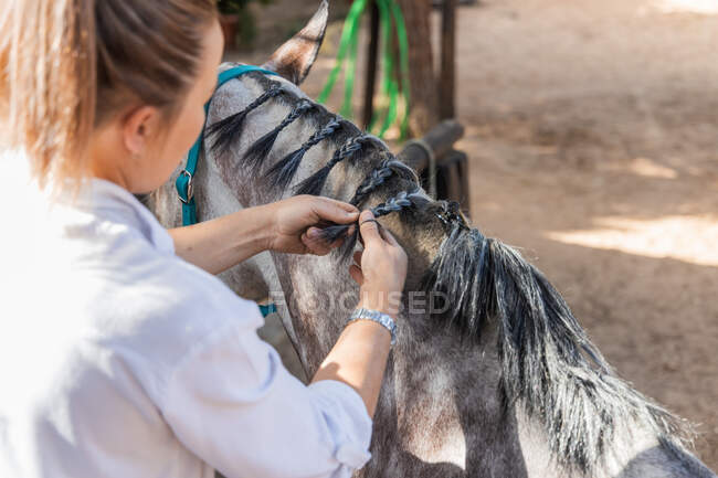 From above back view of unrecognizable female making braids on mane of horse standing in paddock on ranch — Stock Photo