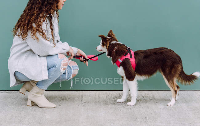 Crop unrecognizable female owner squatting near wall with adorable fluffy Border Collie dog on leash during stroll in city street — Stock Photo