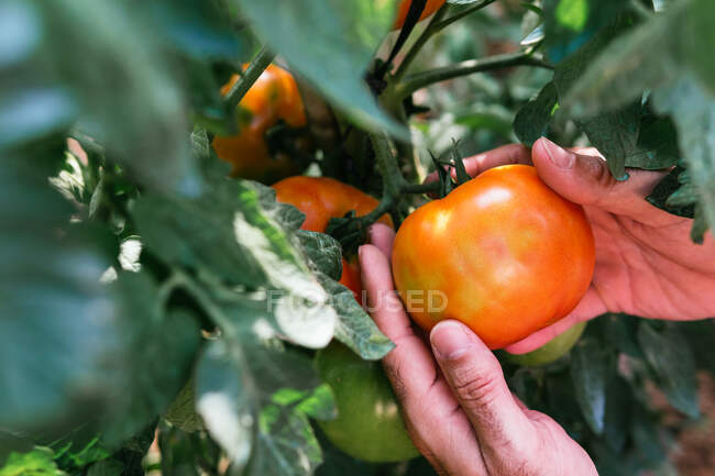 Cultivez un agriculteur anonyme ramassant des tomates fraîches mûres dans un verger luxuriant pendant la saison de récolte en été. — Photo de stock