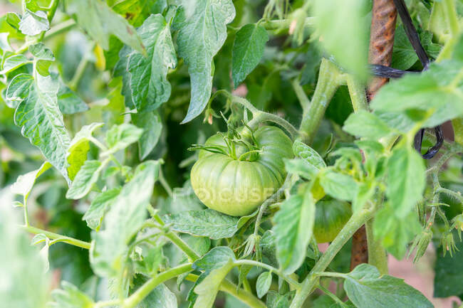 Fechar-se de tomate verde imaturo crescendo em plantação exuberante no campo no verão — Fotografia de Stock