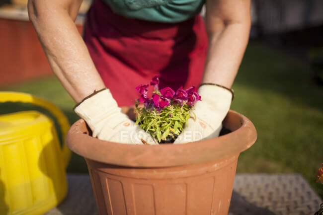 Anonimo giardiniere donna matura, trasferisce una pianta in un grande vaso da fiori nel suo giardino di casa — Foto stock