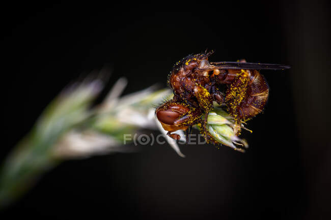 Sicus ferrugineus is a species of fly from the genus Sicus in the family Conopidae — Stock Photo