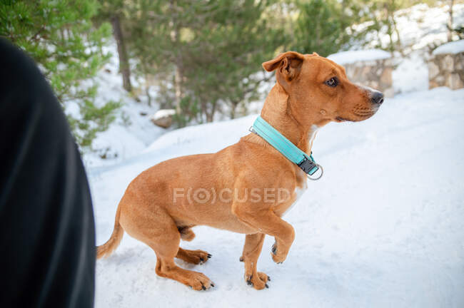 Cão marrom em colarinho em pé no campo nevado enquanto olha para longe no inverno — Fotografia de Stock