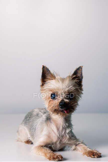 Adorable little fluffy purebred Yorkshire Terrier dog with tongue out looking at camera while lying in white studio — Stock Photo