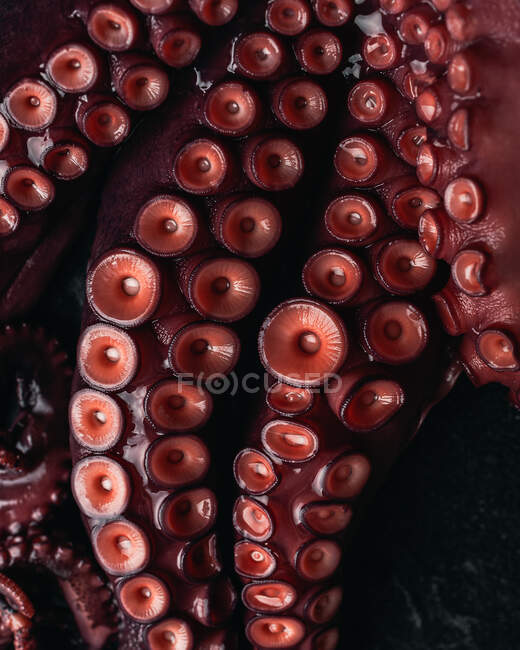 Fecho de alto ângulo de tentáculos de polvo fresco com ventosas vermelhas colocadas na mesa escura — Fotografia de Stock