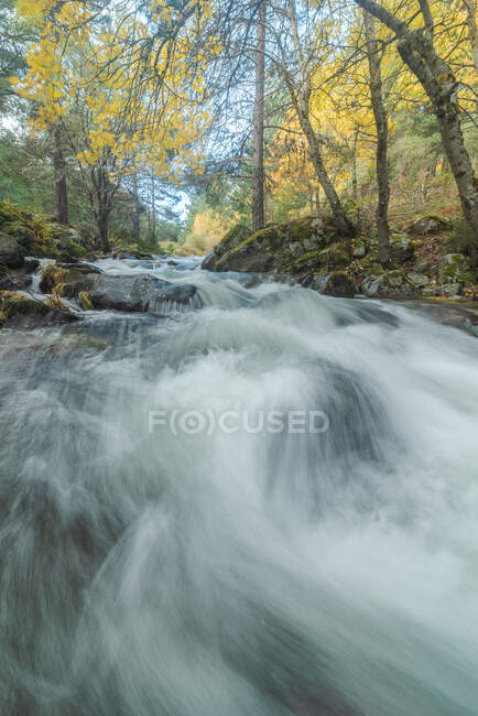 Rapid river flowing on boulders in mossy woods in highlands on sunny day in long exposure at Lozoya river in Guadarrama National Park — Stock Photo