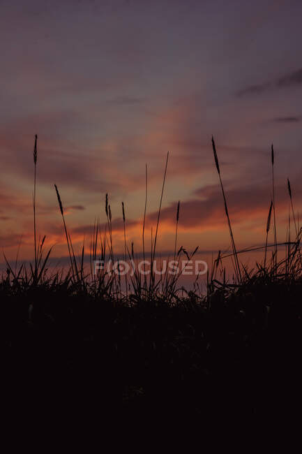 Stacheln von wildem Gras wachsen an der Meeresküste unter einem bunten wolkenverhangenen Sonnenuntergangshimmel an einem ruhigen Sommerabend in Liencres Kantabrien — Stockfoto