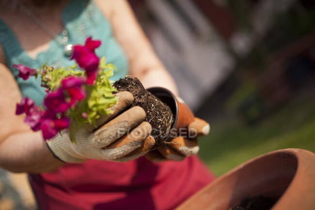 Анонимная зрелая женщина-садовница, переносит растение в большой цветочный горшок в своем саду — стоковое фото