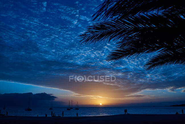 Silhouette of palm tree leaves hanging against cloudy sundown sky on beach near sea in Fuerteventura, Spain — Stock Photo