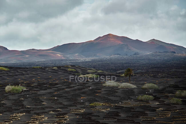 Grüne Sträucher wachsen auf schwarzem Boden in der Nähe von Bergkämmen gegen trüben grauen Himmel in der Landschaft von Fuerteventura, Spanien — Stockfoto