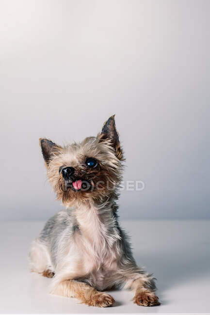 Adorable little fluffy purebred Yorkshire Terrier dog with tongue out looking at camera while lying in white studio — Stock Photo