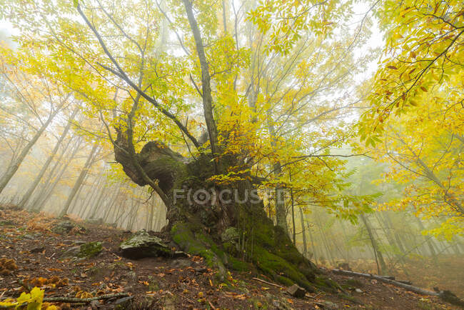 Scenery of leafless tree with large branches growing in forest in fall season — Stock Photo