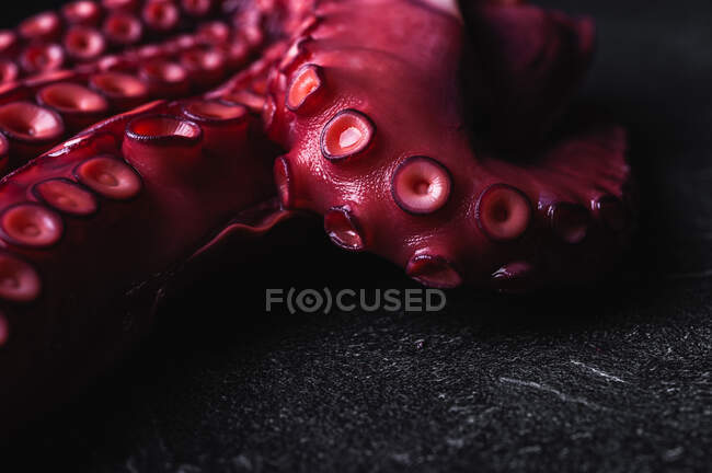 Primo piano ad angolo alto di tentacoli di polpo fresco con ventose rosse poste sul tavolo scuro — Foto stock
