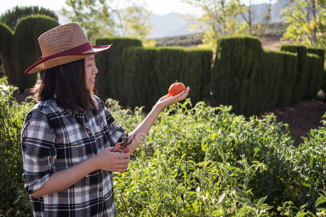 Vista lateral do conteúdo agricultora asiática de pé com tomate fresco em exuberante jardim no campo na estação de colheita no verão — Fotografia de Stock
