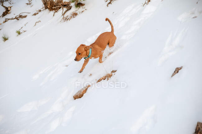 Seitenansicht des aktiven Hundes, der bei einem Spaziergang im Winterwald den verschneiten Hügel hinunterläuft — Stockfoto