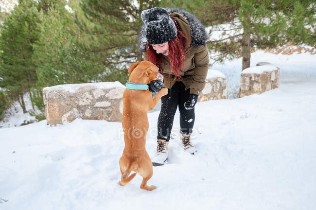 Vista lateral do proprietário do sexo feminino em outerwear brincando com o cão adorável em pé no chão nevado na floresta de inverno — Fotografia de Stock