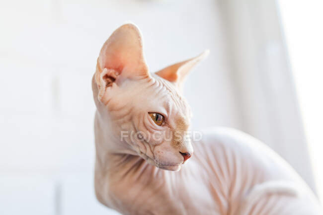 Entzückende haarlose Sphynx-Katze mit braunen Augen sitzt auf weicher Decke auf dem Bett und schaut weg — Stockfoto