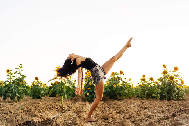 Full body side view of graceful young long haired brunette with bare feet wearing black top and denim shorts raising leg while dancing on field with blooming sunflowers in summer countryside — Stock Photo