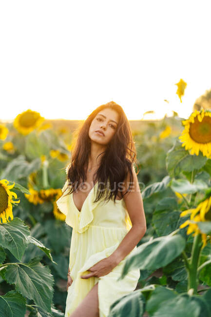 Anmutige junge hispanische Frau in stylischem gelben Kleid steht inmitten blühender Sonnenblumen auf einem Feld in einem sonnigen Sommertag und blickt in die Kamera — Stockfoto