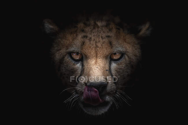 Kräftiger Gepard mit Flecken auf dem Fell leckt Schnauze mit Schatten, während Blick in die Kamera auf schwarzem Hintergrund — Stockfoto