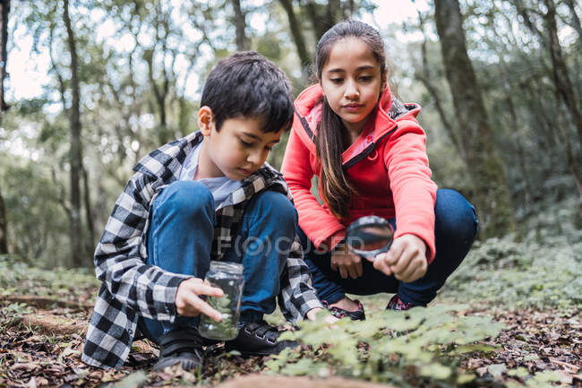 Ethnic girl putting green plant leaf into jar against brother while squatting on land in summer forest — Stock Photo