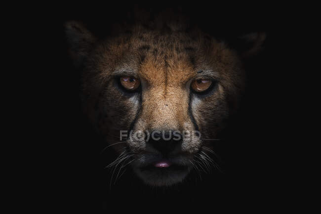 Potente guepardo con manchas en el hocico de piel lamiendo con sombra mientras mira a la cámara sobre fondo negro - foto de stock