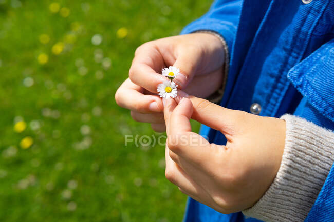 De arriba de la cosecha hembra irreconocible que toca la flor que florece la flor que crece en el prado verde en verano - foto de stock
