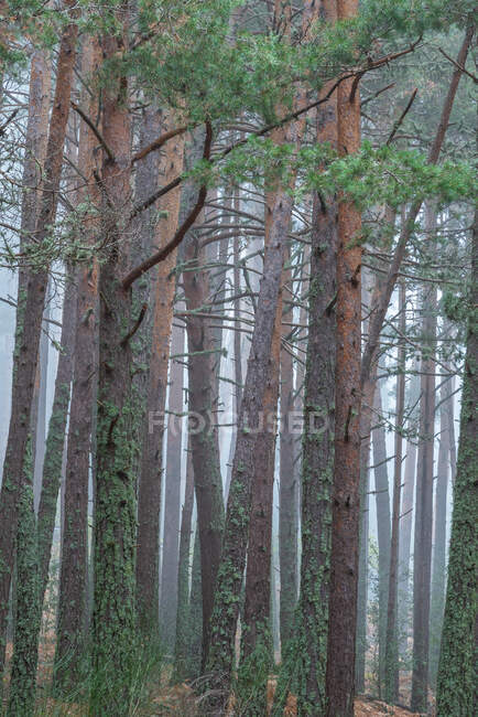 Удивительный пейзаж высоких сосен, покрытых мхом, растущих в густом лесу в туманный день осенью — стоковое фото