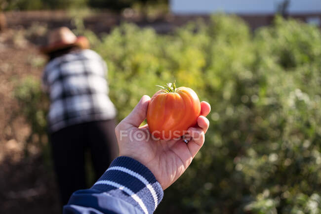 Campesina anónima de pie con tomate fresco en exuberante jardín en el campo en temporada de cosecha en verano - foto de stock