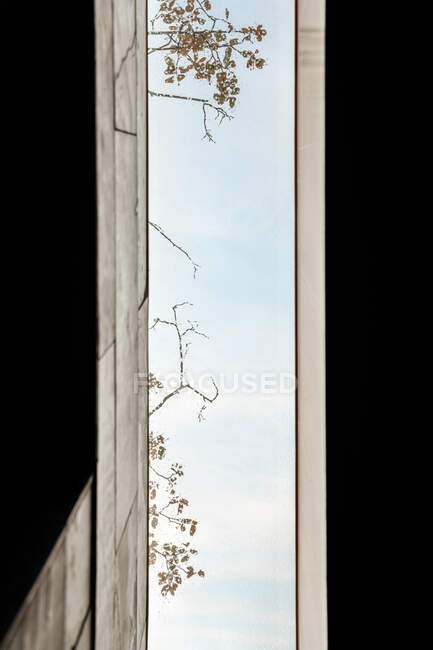 From below of blue sky and tree branches between concrete buildings in city — Stock Photo