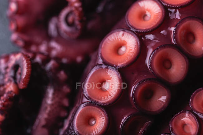 Primer plano de los tentáculos frescos de pulpo con ventosas rojas colocadas sobre una mesa oscura - foto de stock