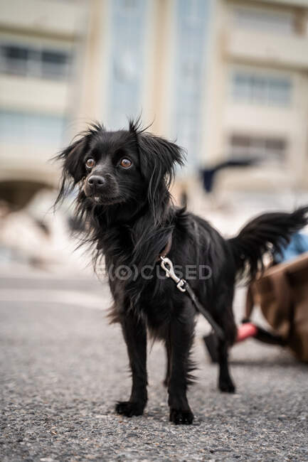 Очаровательная собака с пушистым черным пальто и карими глазами, смотрящая на асфальтовую дорогу в городе — стоковое фото