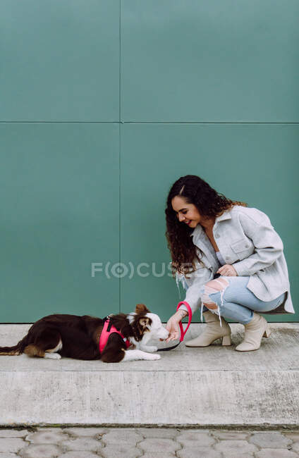 Side view of positive female owner feeding adorable Border Collie dog lying down during training in city street — Stock Photo