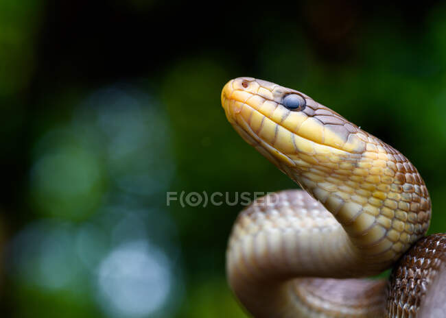 Ritratto del serpente esculapio (Zamenis longissimus) — Foto stock
