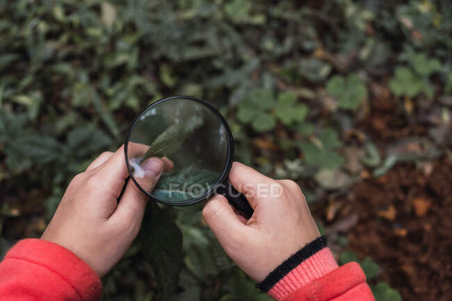 Ritagliato bambino etnico focalizzato irriconoscibile con foglia di pianta verde guardando attraverso lente di ingrandimento nei boschi esplorare foresta durante il giorno — Foto stock