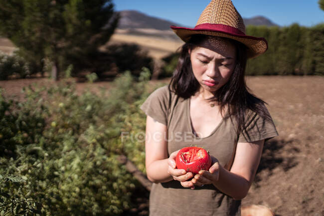 Agricultora étnica perturbada em chapéu de palha de pé com tomate mordido no campo no dia ensolarado — Fotografia de Stock