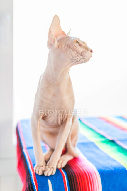 Очаровательная лысая кошка-сфинкс с карими глазами, сидящая на мягком одеяле на кровати и глядящая в сторону — стоковое фото