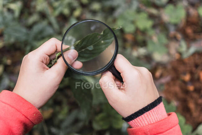Cropped unrecognizable ethnic focused child with green plant leaf looking through magnifying glass in woods exploring forest in daytime — Stock Photo